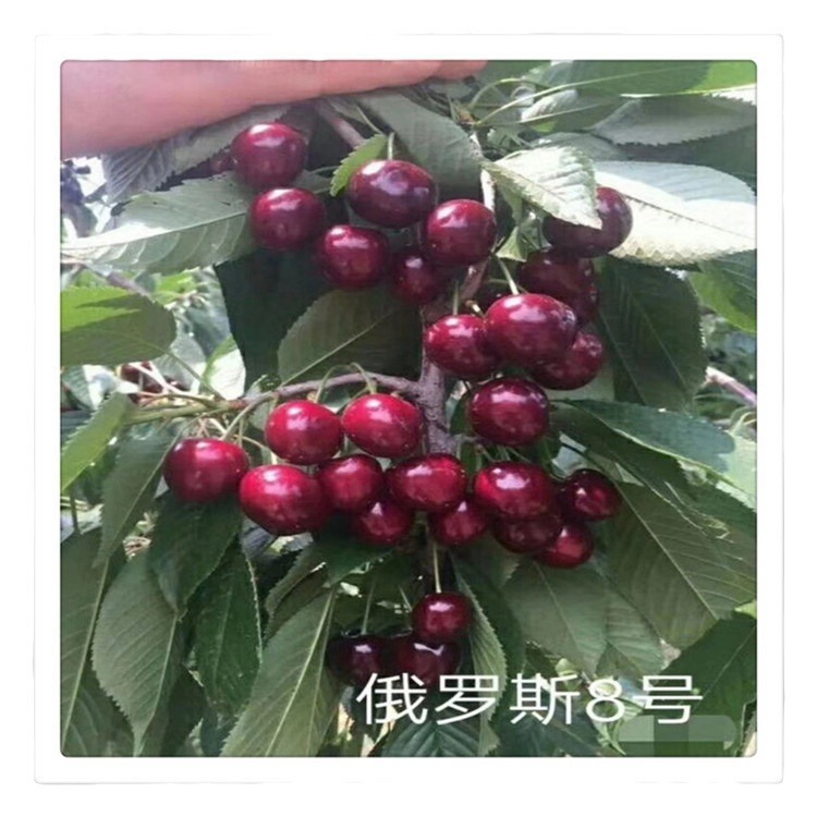 Dwarf Cherry Rootstock Seedlings Gisela No. 6 Cherry Rootstock Early Fruiting Gisela No. 12 Cherry Rootstock