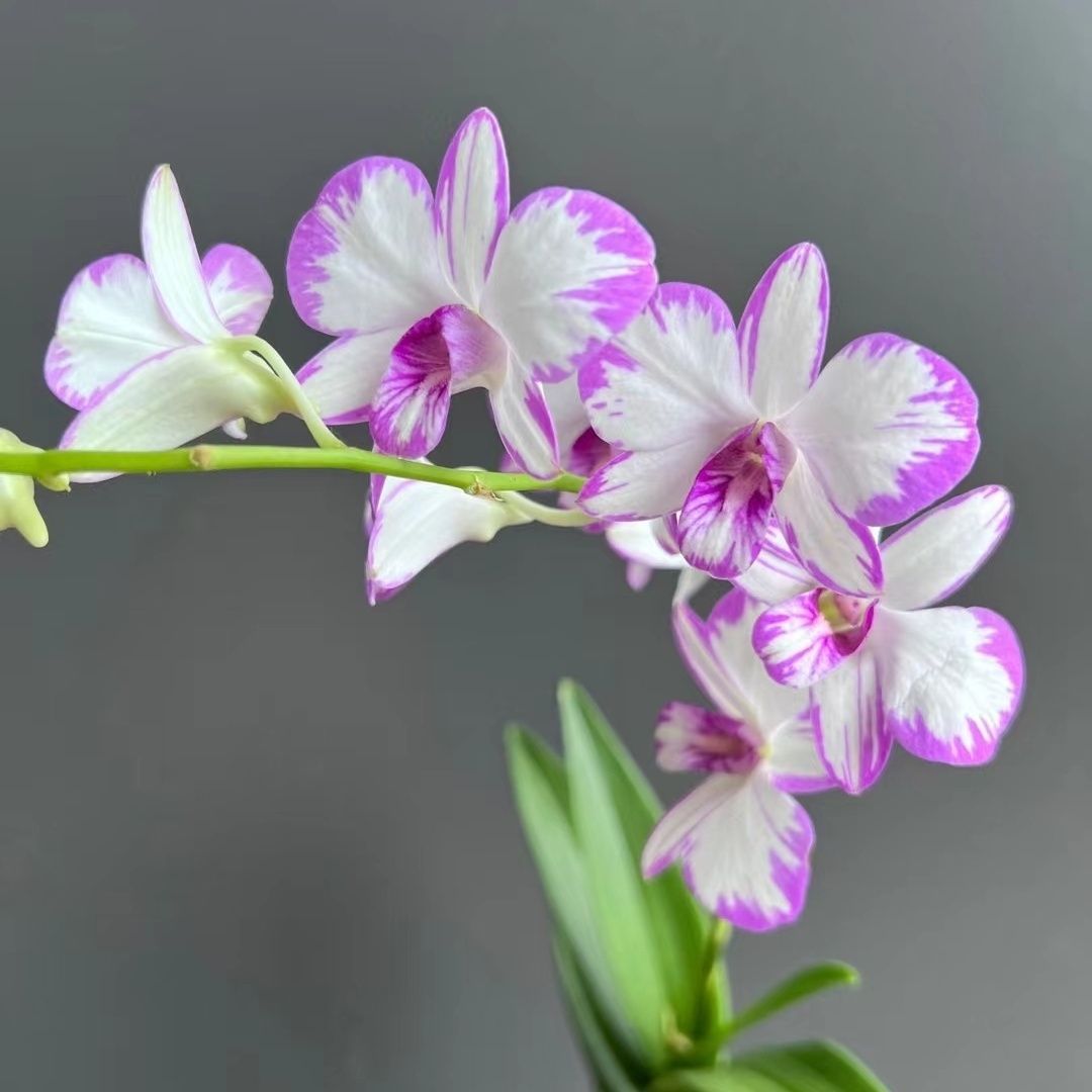 Dendrobium Orchid with Flowers, Autumn Dendrobium Potted Plant, Easy to Grow Flowers and Green Plants on Indoor Balcony