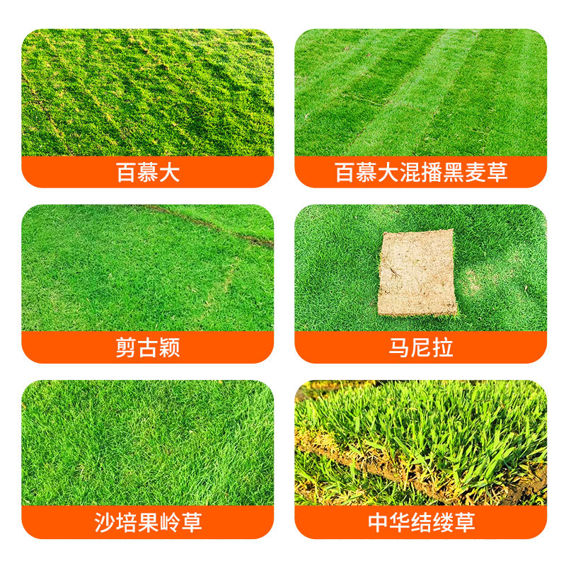 Base Direct Delivery with Real Turf, Cold-Resistant, Trample-Resistant, Suitable for Landscaping Gardens, Bermuda Heat-Tolerant Warm-Season Grass