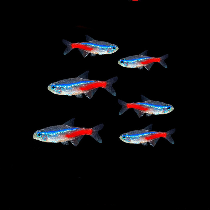 Traffic light fish live small lamp fish tropical fish ornamental fish grass tank group tour Shanghai fishing ground wholesale can be mixed