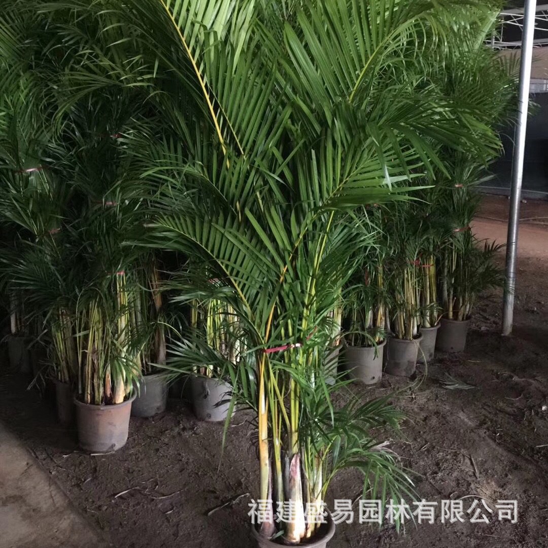 Fujian Sanwei Kwai Wholesale Sanwei Kwai Quote Sanwei Kwai Price Palm Sanwei Kwai Planting Base