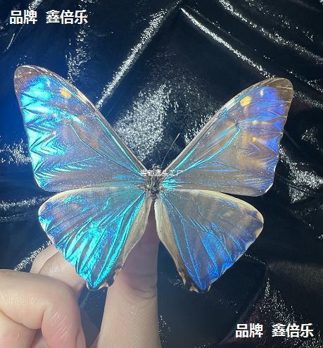Western Swallowtail Butterfly with Unspread Wings, Original Butterfly Specimen