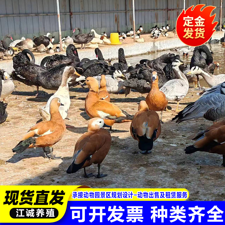 Где купить водоплавающих красных уток? Сколько стоят взрослые красные утки в экологическом саду?