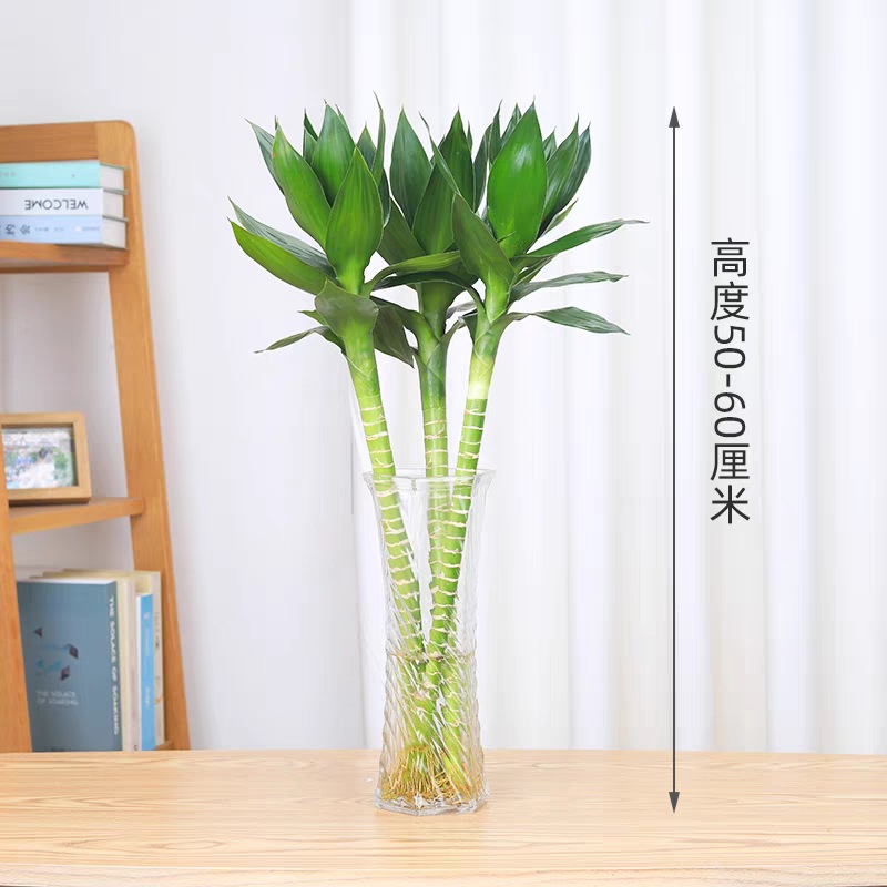 Wenchang Bamboo with Roots Guanyin Bamboo Lotus Bamboo Rich Bamboo Hydroponic Plant Purifies the Air in the Office Water-Cultured Green Plants