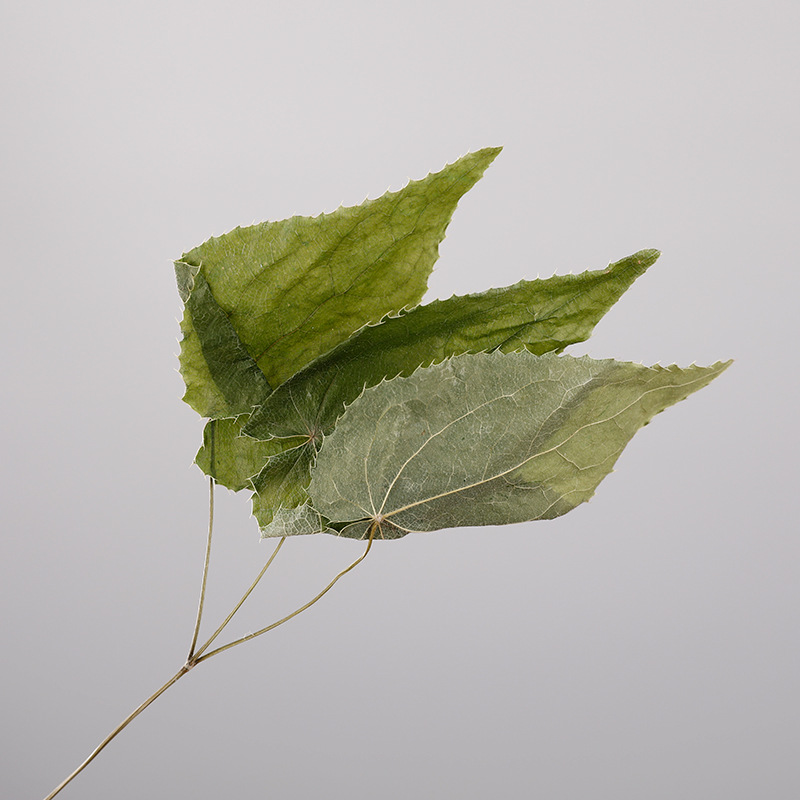 Epimedium, Epimedium Leaves, Chinese Medicinal Materials, Epimedium Powder, Various Cold Backs, 500G/Portion