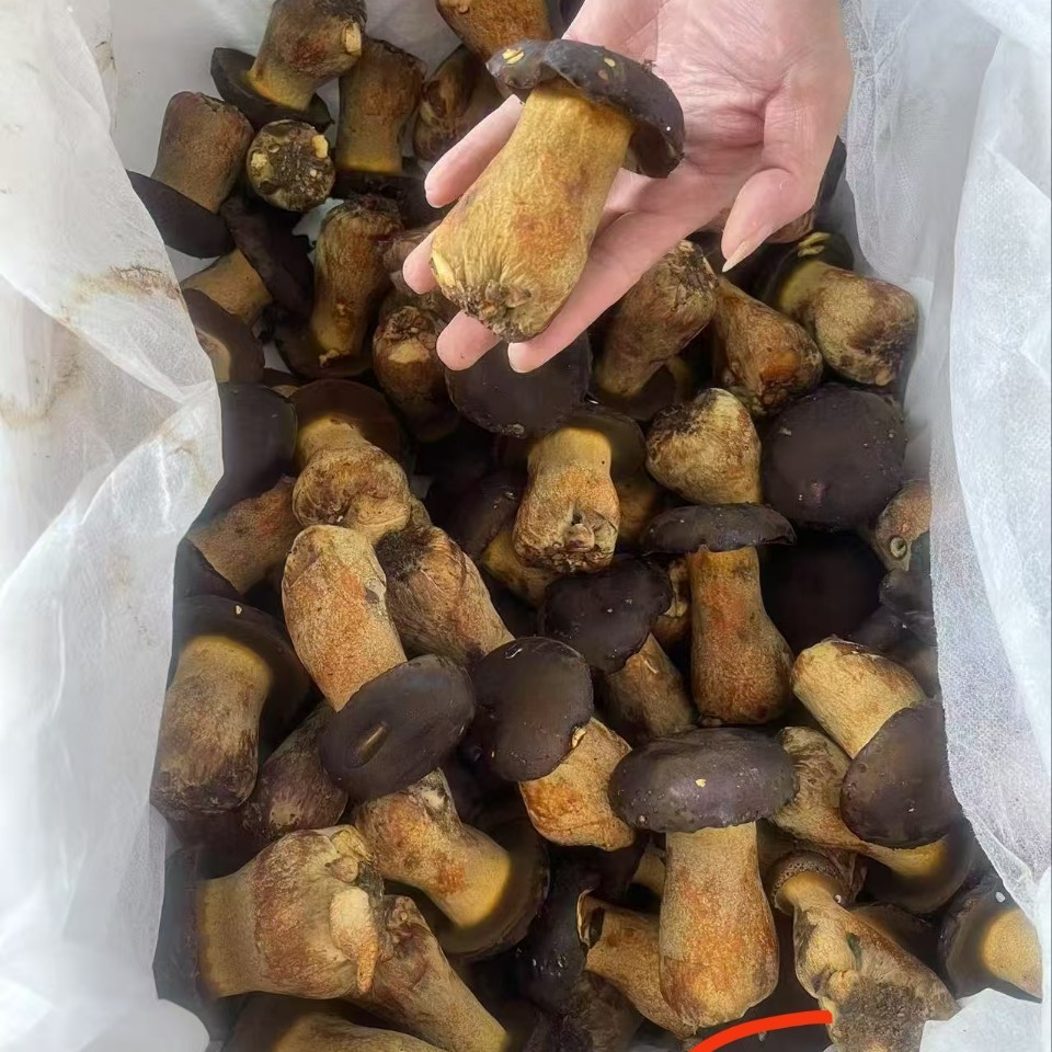 Wholesale Edible Fungi from Yunnan, Fresh Morels, Delicious Mushrooms for Soup, Fresh Ingredients, Whole Box with Free Shipping
