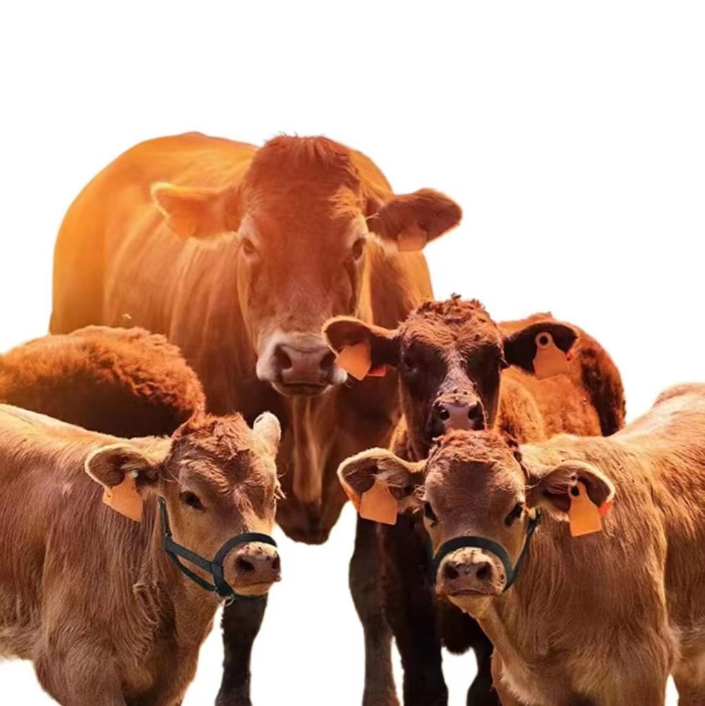 Cross-Border Equestrian Supplies, Adjustable Cow and Horse Muzzles, Cow and Horse Slings, Traction Ropes, Cow and Horse Nylon Ropes