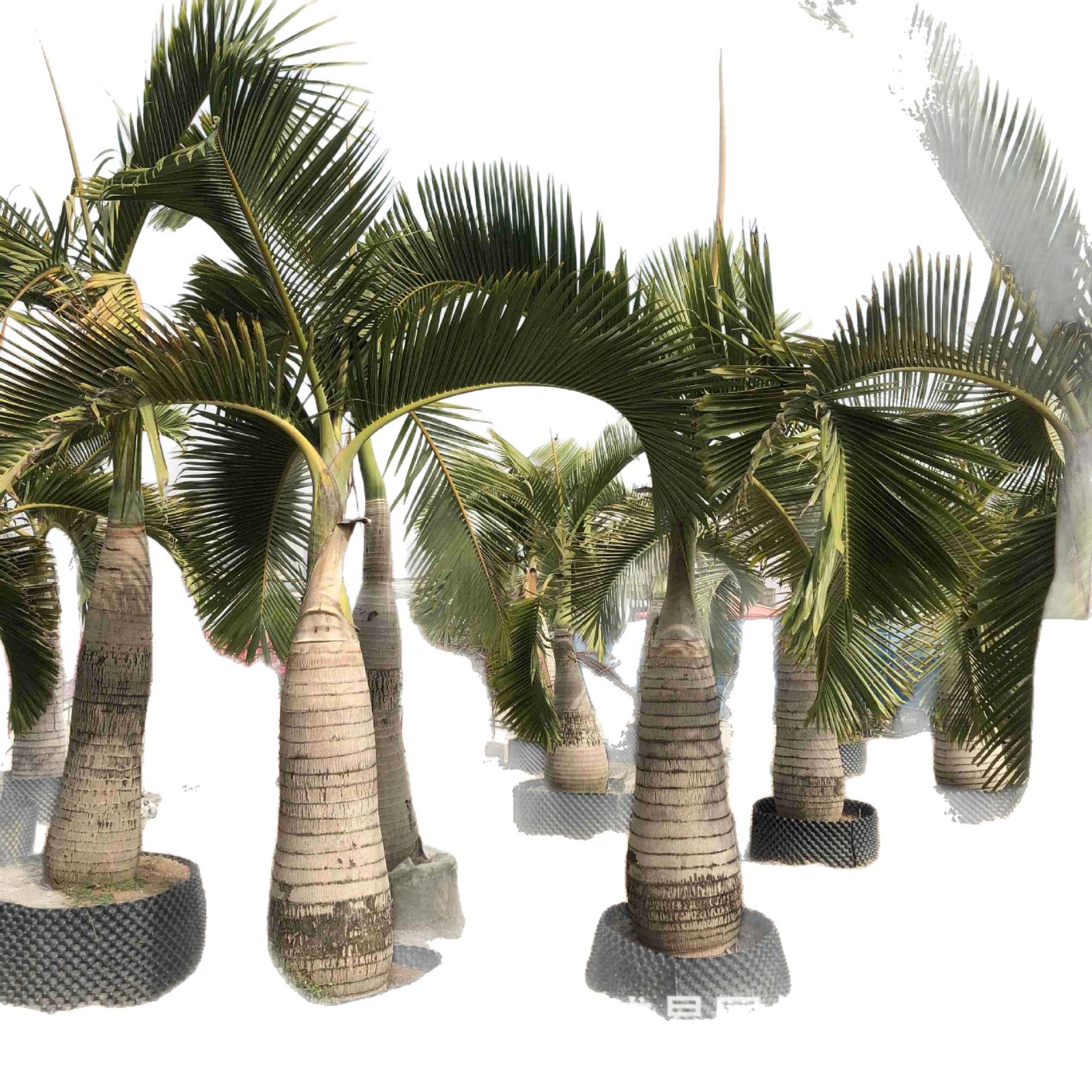 Wholesale of Wine Bottle Coconut Wine Bottle Coconut Price Hainan Wine Bottle Coconut Tree Quote Wine Bottle Coconut Base