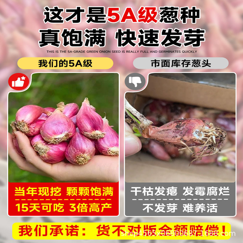 Authentic Red Onion Seeds from Guangdong and Sichuan, All-Season Small Fragrant Onion Seeds, Local Fire Onion Wholesale