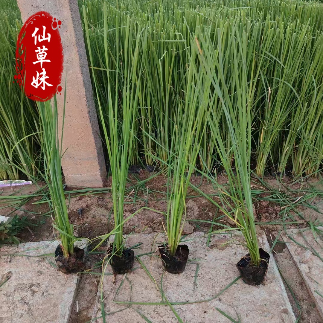 Floating Water Plant Fragrant Cattail Seedlings, Water Candles, Cattails, Calamus, Cattail Sticks, Pond Wetland Park Aquatic Plant Greening