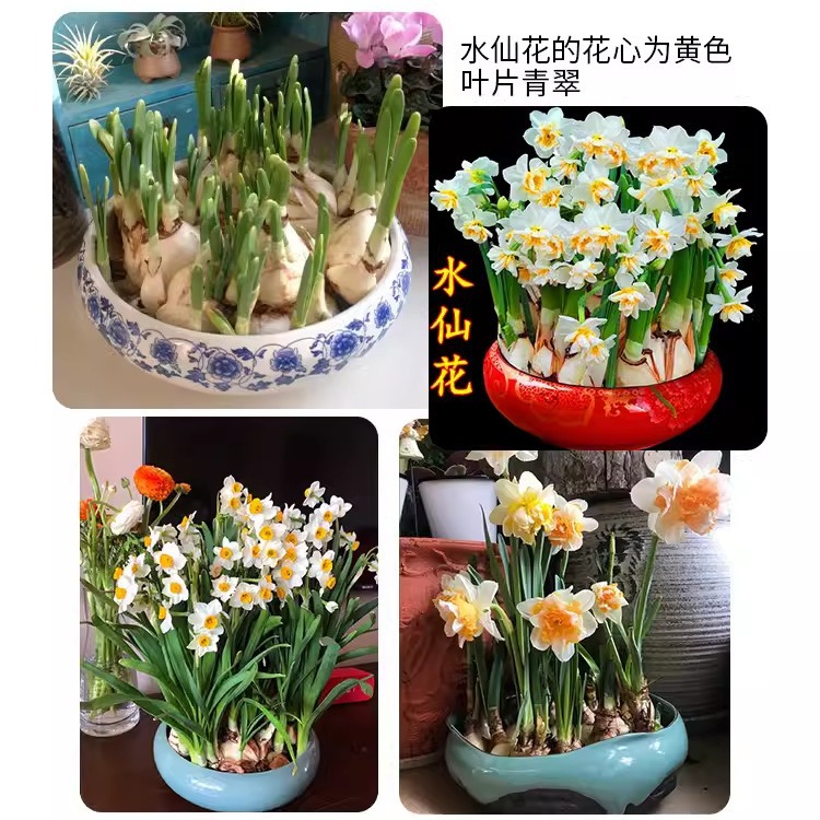 Narcissus Seed Bulbs Potted Hydroponic Indoor Four-Season Water-Grown Flowers Narcissus Plants Hyacinth Tulip Seeds