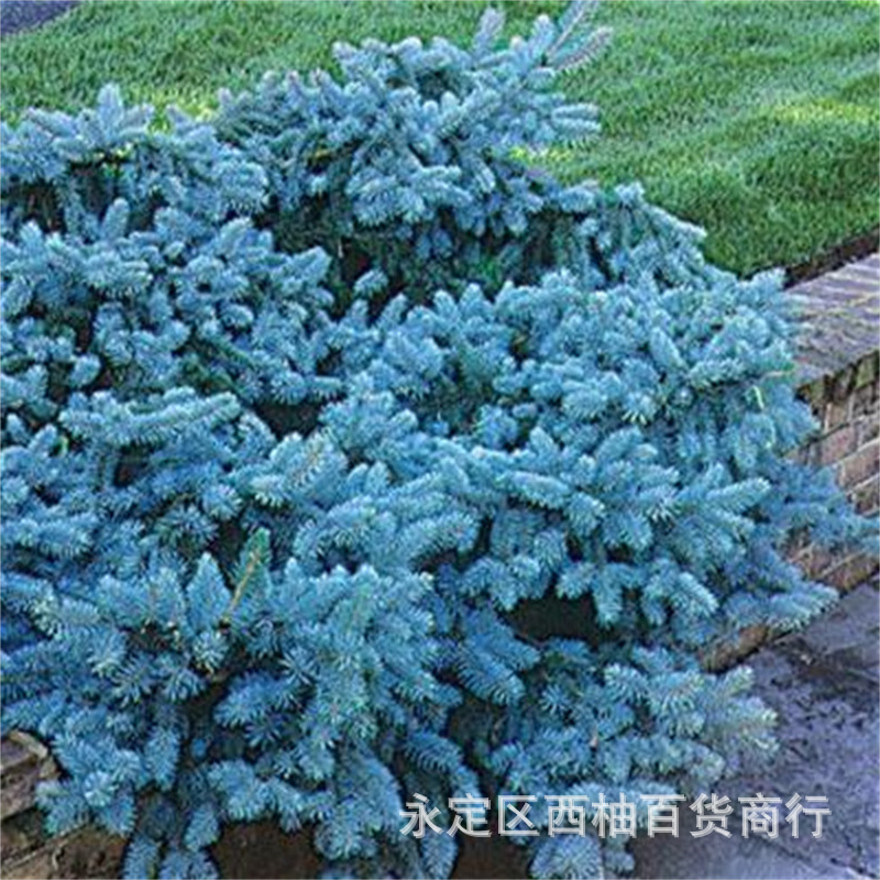 Blue Spruce Seeds, Black Spruce Greening Seedlings, Blue Spruce Saplings, Colorado Blue Spruce Seedlings, Courtyard Indoor Plants