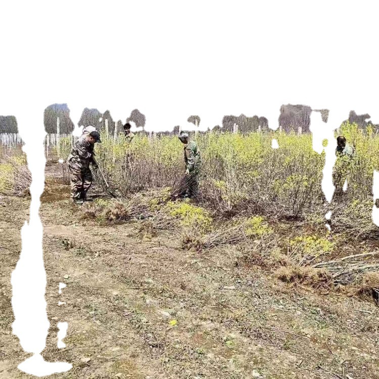 Liaoning Nursery Black Fruit Rowan Black Fruit Rowan Saplings Black Fruit Rowan Seedlings Have Sufficient Supply