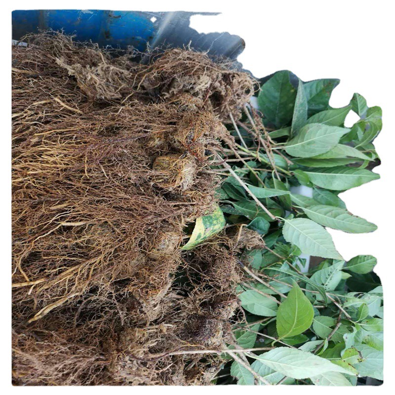 Gisela Dwarf Cherry Seedlings Wholesale Gisela Dwarf No. 6 Rootstock Seedlings No. 12 No. 17 Y1 Cherry Rootstock