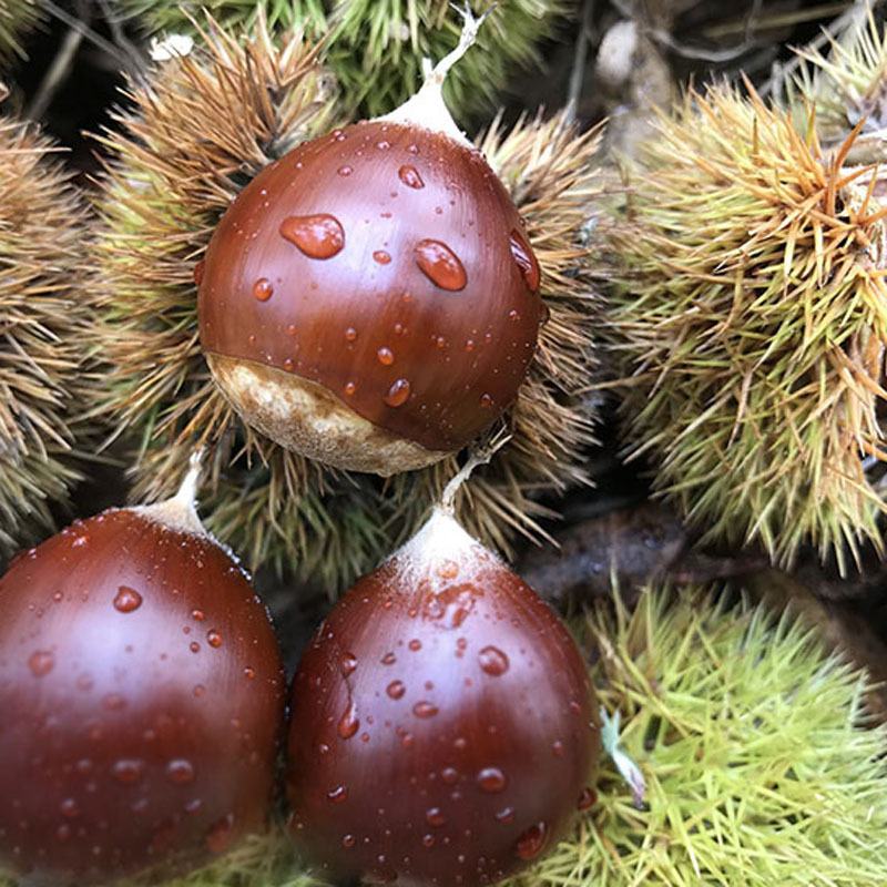 Free Shipping, Fresh Cone Chestnuts, Jianzhu Cone Chestnuts, Direct Delivery from the Origin, High Mountain Chestnuts Wholesale, Large Quantity, Favorable Price, Kilogram Price