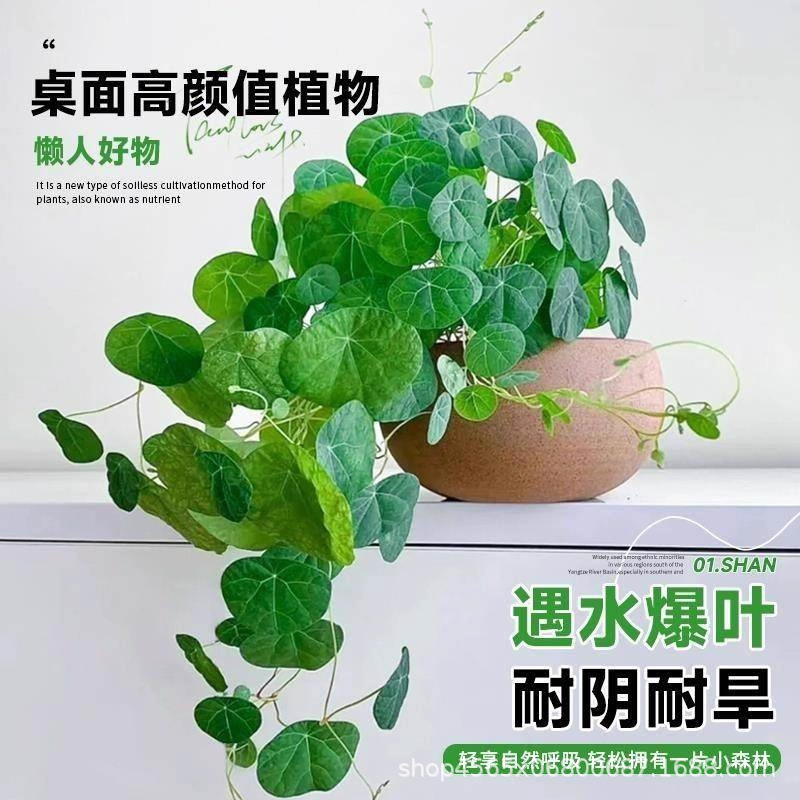 Hydroponic Mountain Turtle Climbing Vine Plant Office Desktop Green Plant One-Leaf Turtle Leaf Red Vine Seed Ball Easy to Grow in All Seasons
