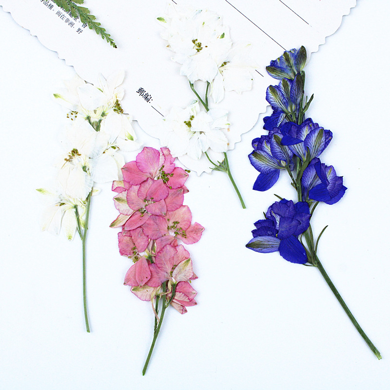 Flying Swallow Flowers, Dried Flowers with Branches, DIY Material Embossed Wholesale Plant Specimens, Children's Teaching Real Flower Embossed Flowers