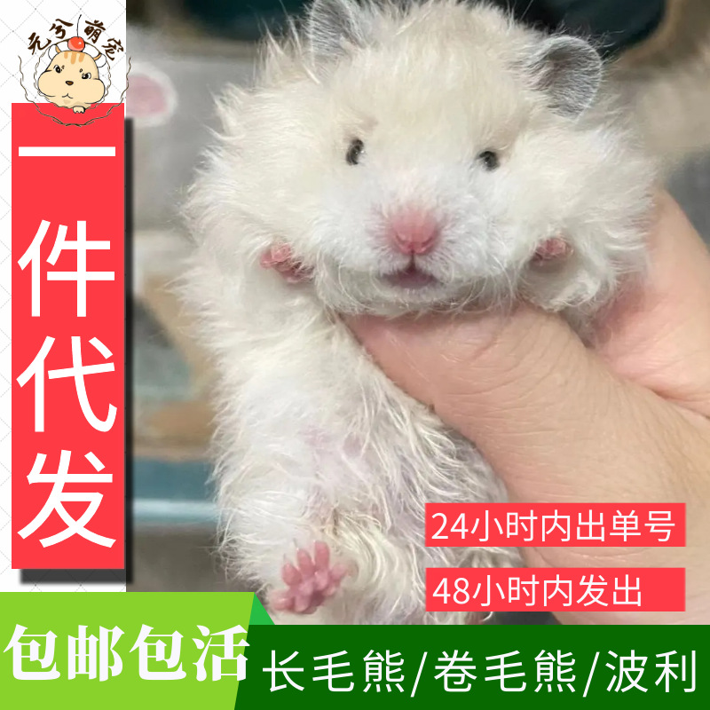 Дропшиппинг, полярный кудрявый длинношерстный золотой медведь, белый медведь, живой оптовый продажа