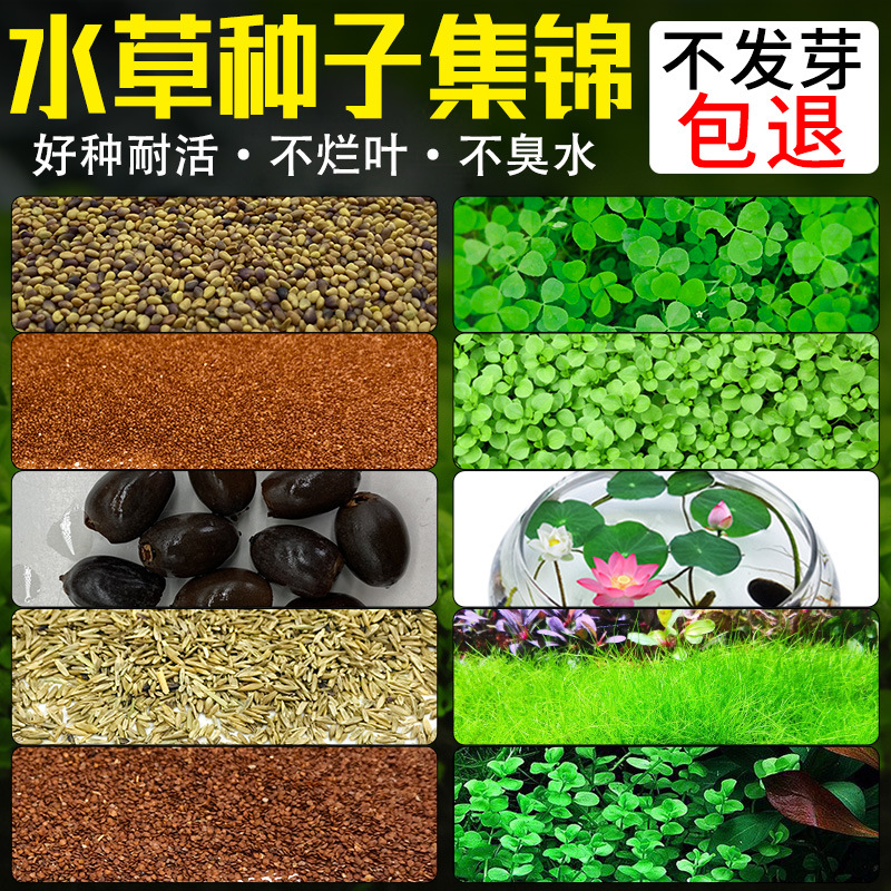 Wholesale Aquatic Plants Seeds Bowl Lotus Seeds Aquatic Plants Mud Micro Landscape Fish Tank Landscaping Live Real Grass Aquatic Algae Plants
