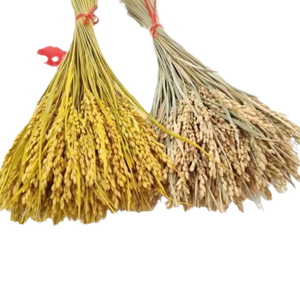Rice Ear Dried Flowers Natural True Rice Dried Flowers Shooting Props Pastoral Decoration Ornaments Rice Flowers