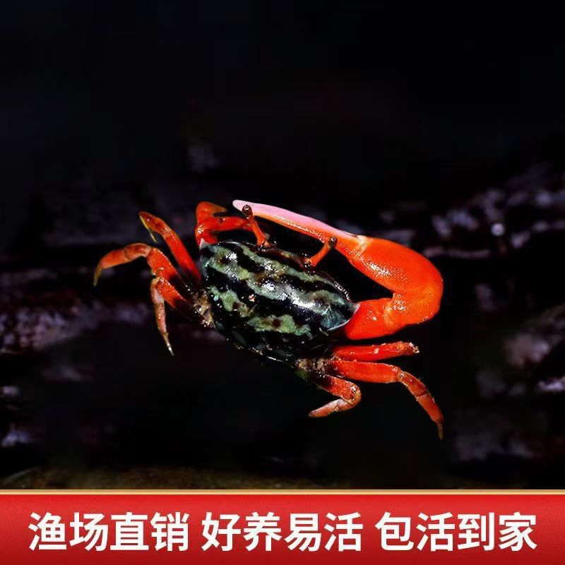 Wholesale Watermelon Crab, Chinese Sand Crab, Hermit Crab, Freshwater Crab, Lazy Desktop Pet, Easy to Raise and Live