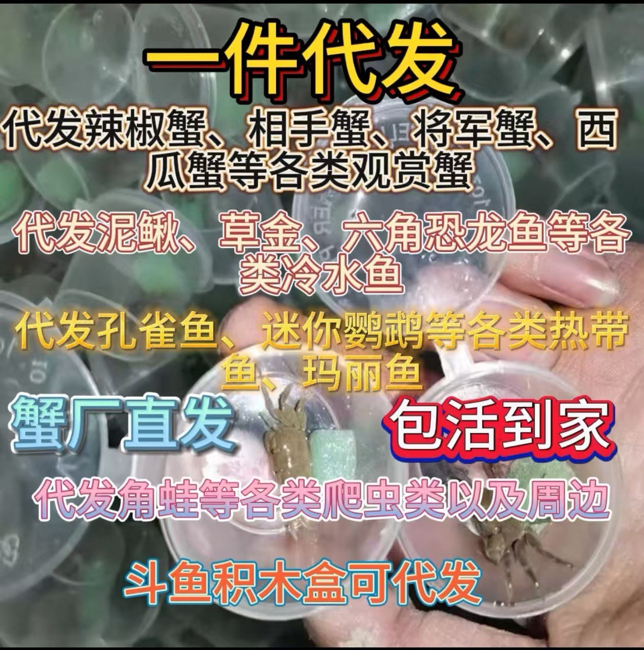 Перцовый краб, оптовая продажа, мелкий краб, краб-питомец, краб-отшельник