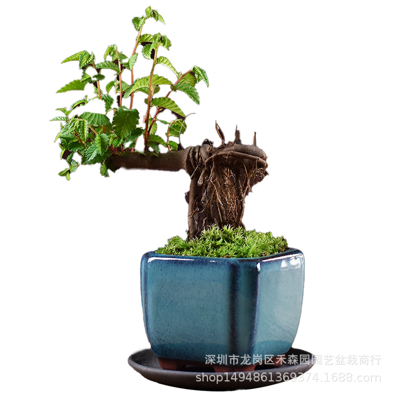 Camel Elm Zen Bonsai Mini Mini Miniature Palm Treasure Old Pile Root Shape Small Leaf Elm Potted Plant