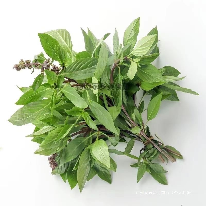 Листья диких базиликов Юннани, базилик, специи золотой горчицы, свежая приправа Дай, золотой базилик 100г, бесплатная доставка