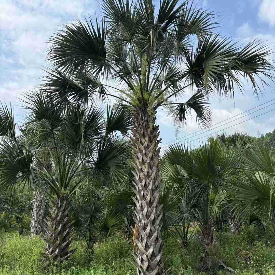 Fujian Dragon Scale Palm Transplanting Goods Pole Height 3- 6m Wholesale Hunan Hubei Zhejiang Sabal Palm Base Garden Supply