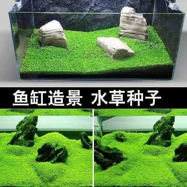 Оптовая мини-растительность для аквариума, трава для переднего плана, семена водной травы, ландшафтное оформление, красивое водное растение в наличии, большая скидка