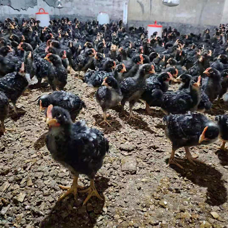 Manufacturer Wholesales Broiler Chicks, Broiler Chicks That Have Been Weaned, Black-Feathered Broiler Chicks, Green-Shelled Eggs, One-Month-Old Yellow-Feathered Chickens, Free-Range Chickens
