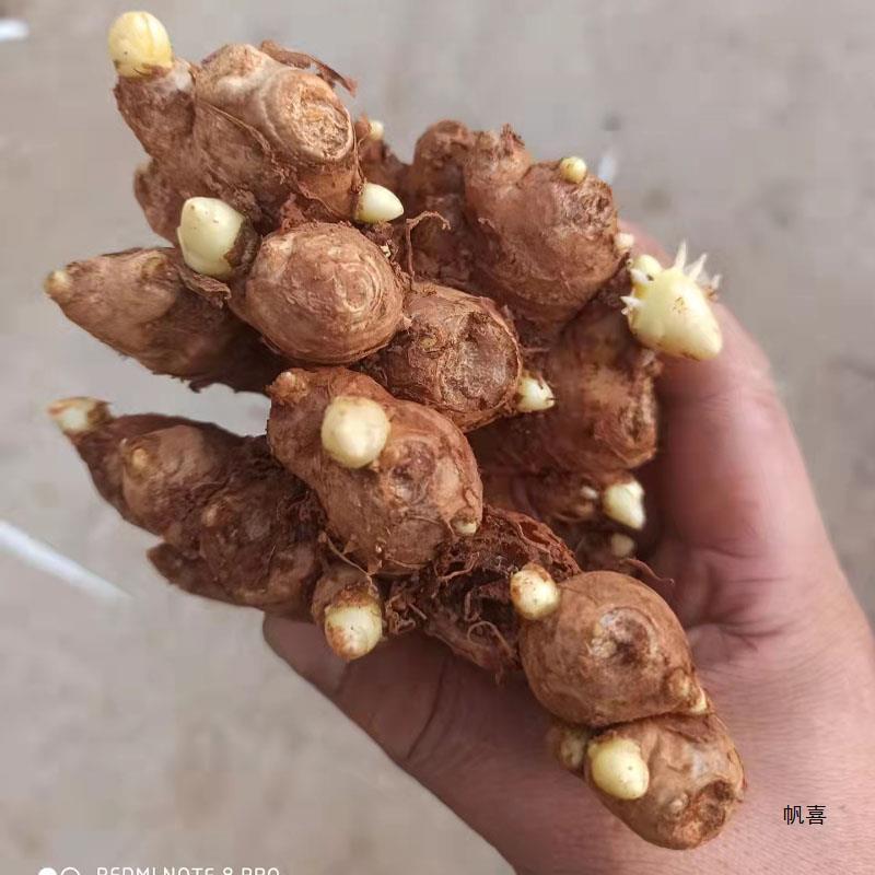 Семена мелкого желтого имбиря из Юннани, старые семена, рассада с прорастающим имбирем