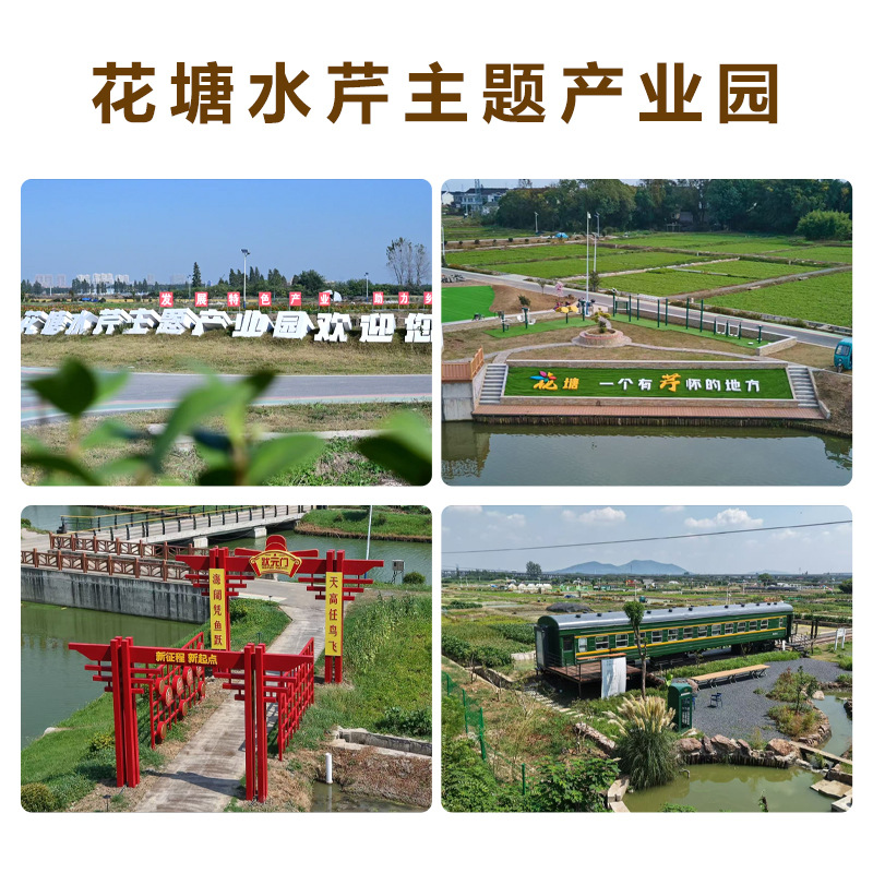 Jiangyin Specialty Huatang Water Celery, Fresh Seasonal Water Celery, Self-Grown Seasonal Vegetables, Freshly Picked Water Celery