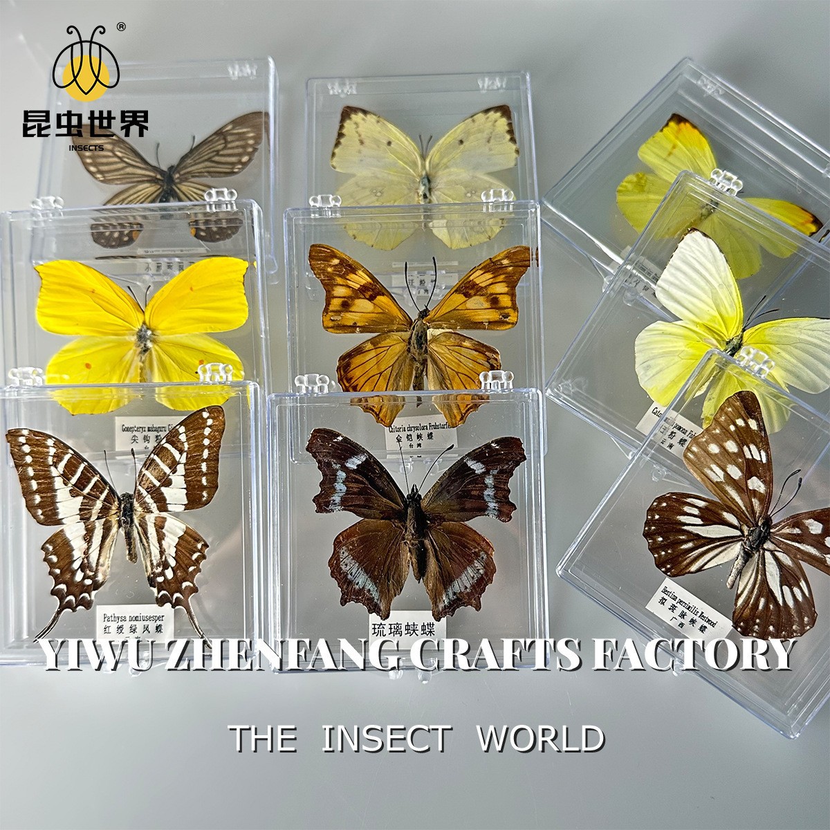 Ручная работа настоящий образец бабочки DIY рамка для фотографий биологическое образование подарки для девочек на праздник