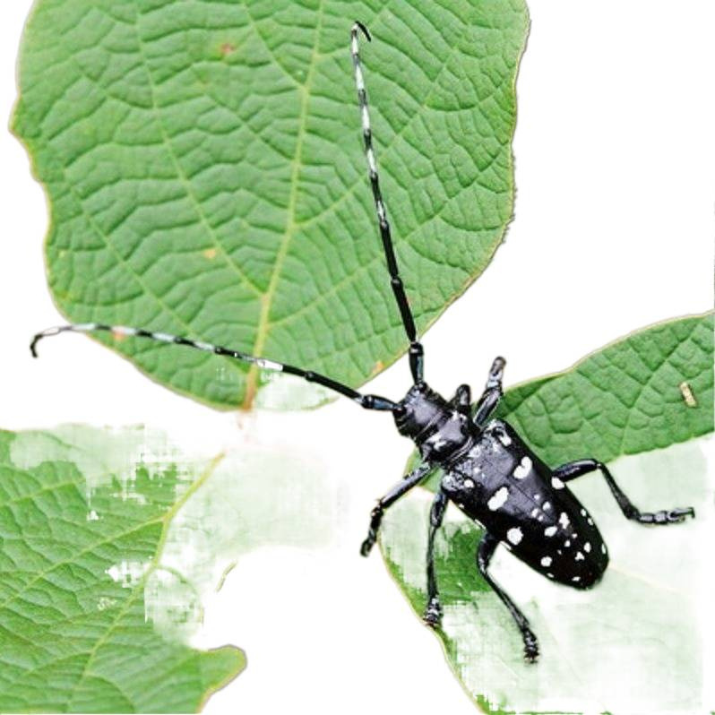 A Single Non-Toxic and Aggressive Star Beetle That Eats Willow Bark, Easy to Raise, Is a Small Pet Insect Crawling Animal with White Stripes