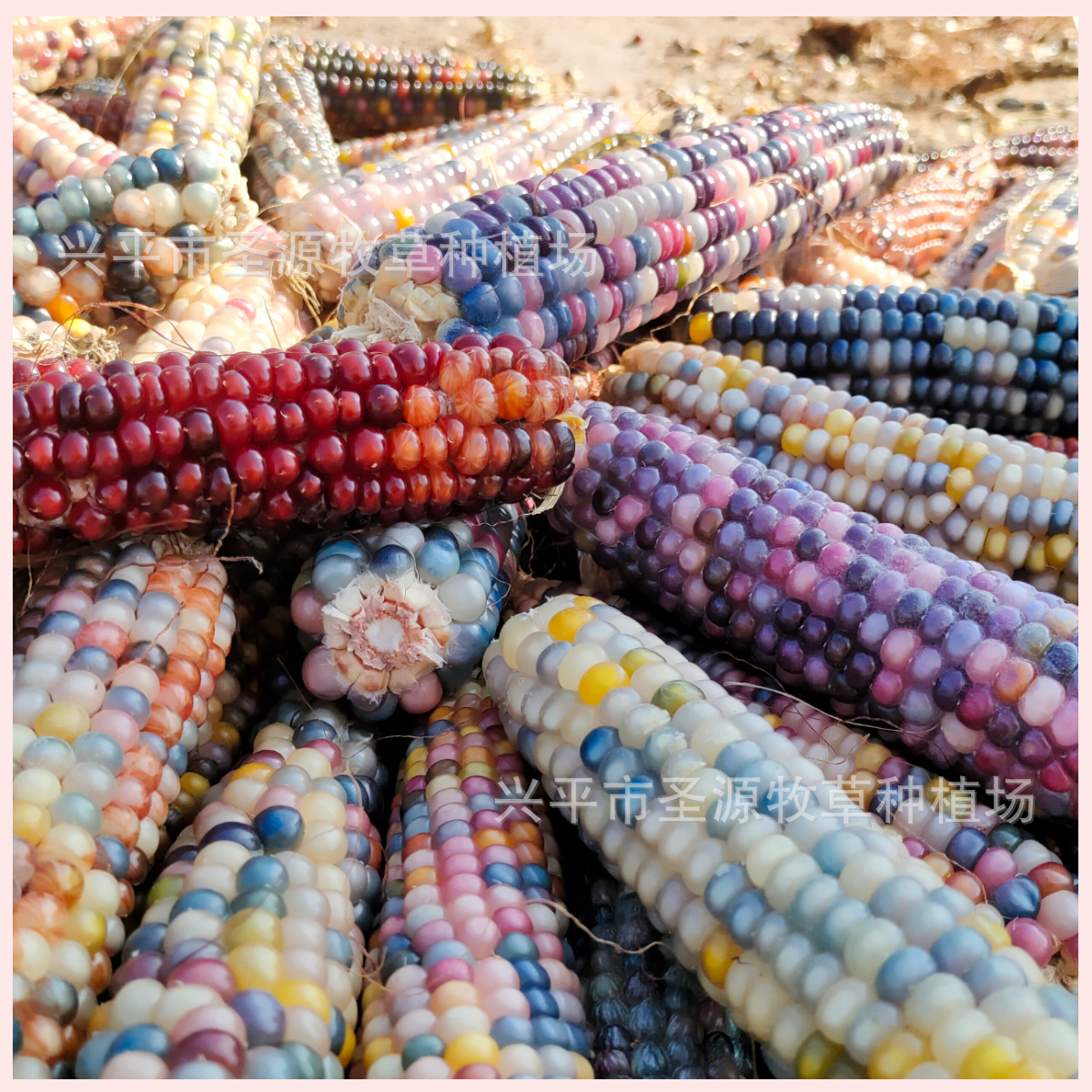 300 Get 100 Free 25-Year Molar Corn Hamster Molar Stick Corn Golden Bear Rabbit Rabbit Chinchilla Molar Snacks