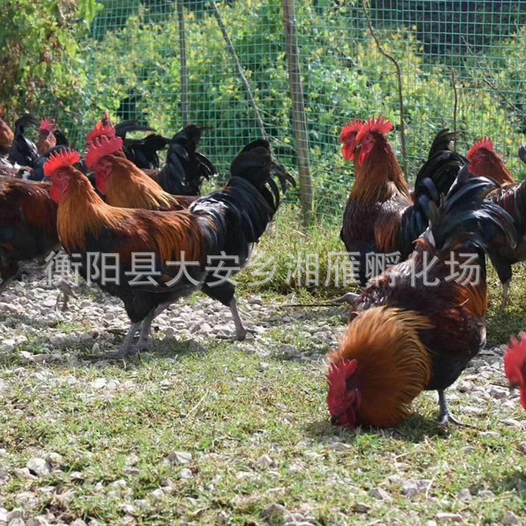 Large Green-Footed Hemp Broiler Chicken, Hatching Chicken, Red Crown, Red Hair, Big Rooster, Green-Footed, Fast-Growing, Long-Speed, Small Live Seedlings