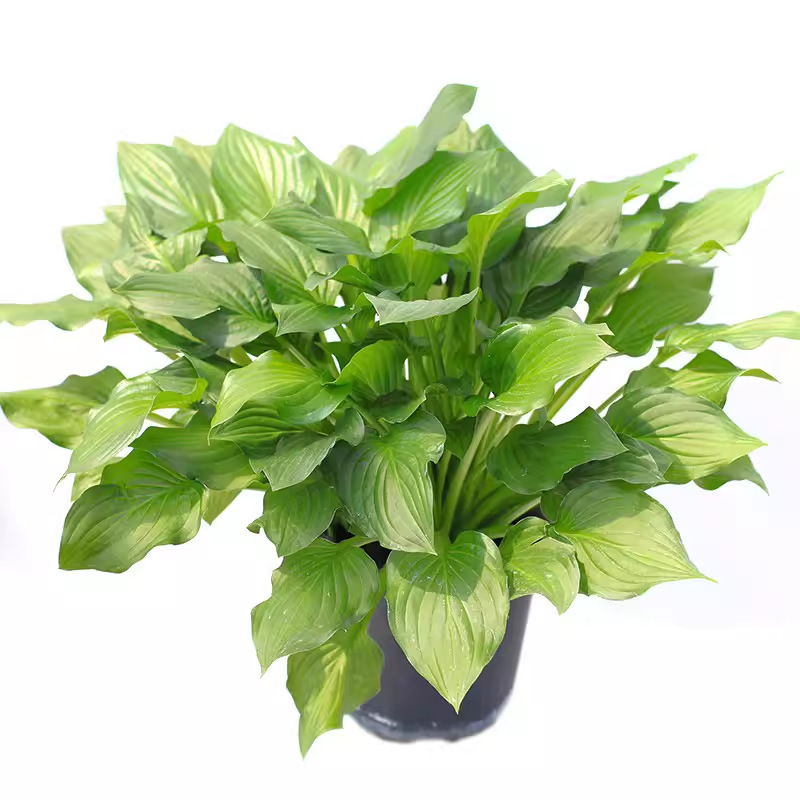 Hosta Flower Seeds Perennial Perennial Herb Florals Easy to Live in All Seasons White Calyx White Crane Flower Garden Potted Seeds
