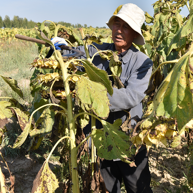 Raw Sunflower Seeds with Thin Skin and Large Kernels from Inner Mongolia 2.5kg Bulk Fresh Roasted Original Sunflower Seeds