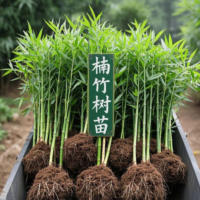 Саженцы бамбука, фиолетовые саженцы бамбука, курортные саженцы бамбука, зеленые саженцы бамбука, саженцы бамбука с золотой инкрустацией из нефрита, золотые саженцы бамбука, саженцы бамбука для озеленения стен