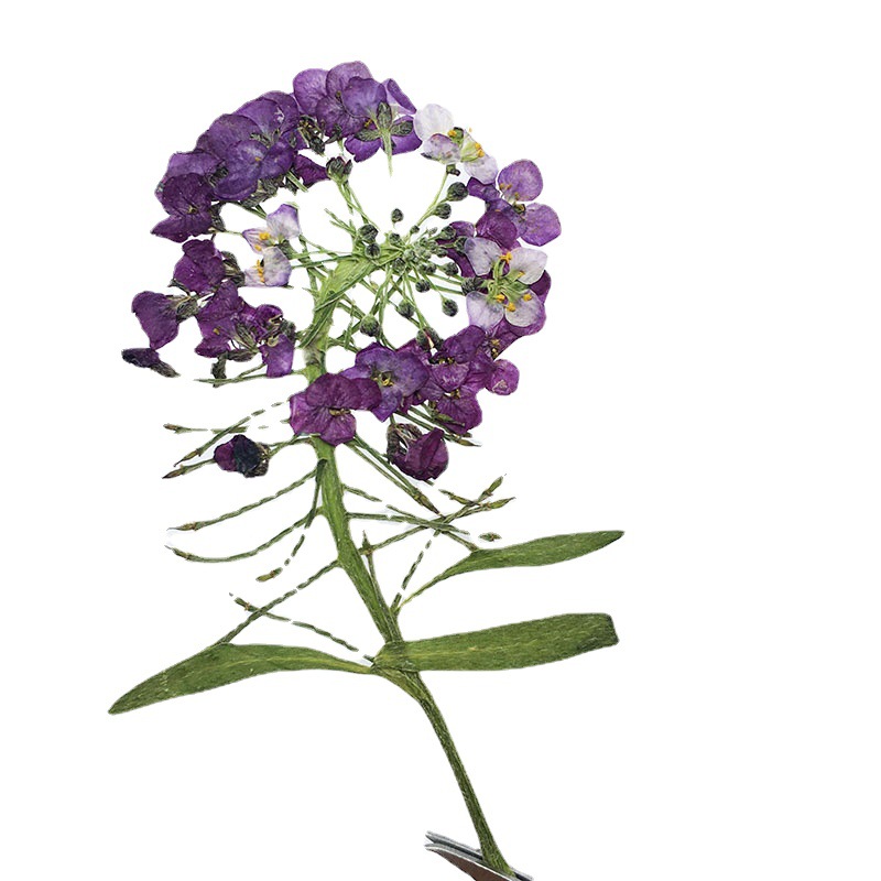 Fragrant Snowball Dried Flower Embossed Flower diy Aromatherapy Wax Candle Handmade Dropping Glue Dried Flower Mobile Phone Case Plant Specimen