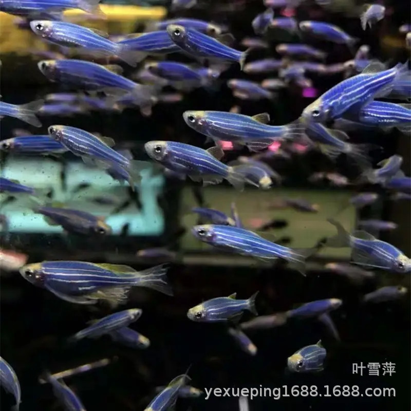 Blueberry Zebrafish Live Fluorescent Zebrafish Low Temperature Resistant Easy to Raise Small Fish Tropical Ornamental Fish Wholesale