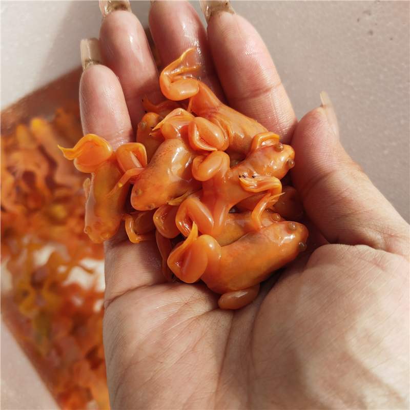 Golden Frog Live Pet Frog, Arowana Fish Feed, Frog, Small Golden Frog, Ornamental Frog, Easy to Raise and Love to Raise