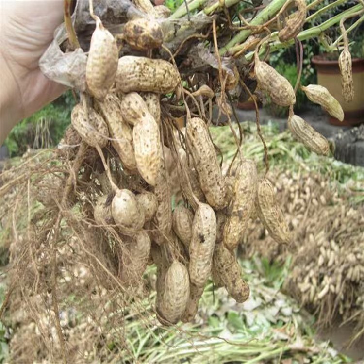 New Arrivals in Season, Wholesale, Four Red Skinned Peanuts in Shells, Sun-Dried Raw, Four Red Peanuts, Farm-Produced One Piece