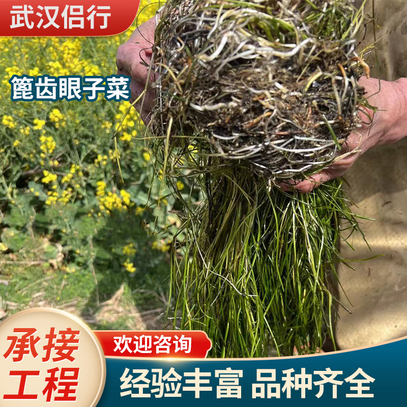 Зубчатые овощи очищают качество воды. Выполнение инженерных пакетов для посадки и оптовой продажи подводных растений. Овощи очищают качество воды