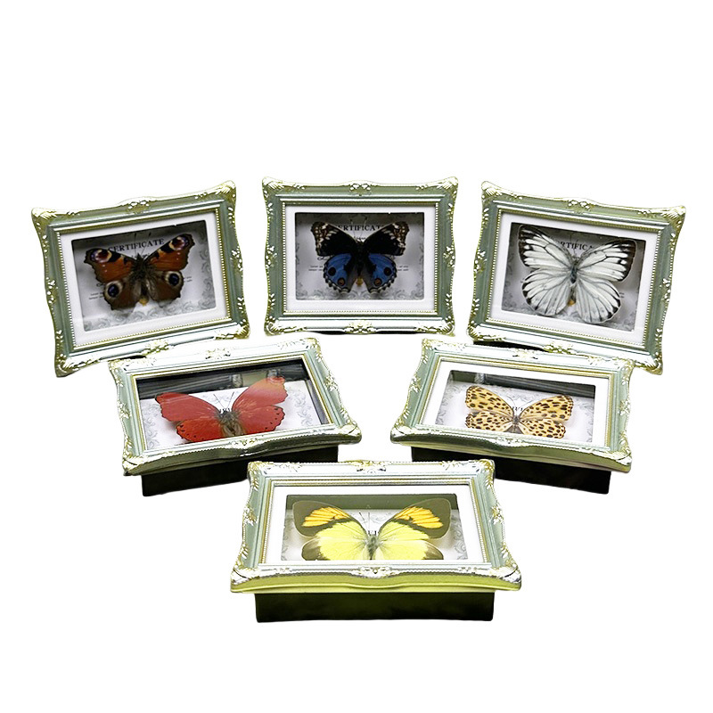 Real Butterfly Specimen European Style Photo Frame Refrigerator Magnet Home Decoration Ornaments Creative Birthday Gifts Popular Science Teaching Supplies