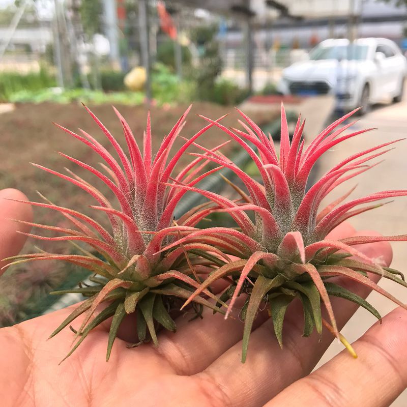 Air Pineapple Plant Potted Base Farm Straight Hair Red Elf Yellow Elf Green Plant Florals Soilless Easy to Grow for Lazy People