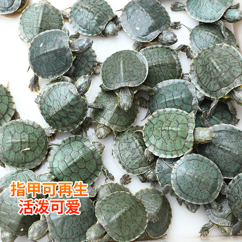 Small Turtle Seedlings Live Brazilian Turtle Seedlings Domestic Pet Small Turtle Farm Wholesale Live Turtle Seedlings