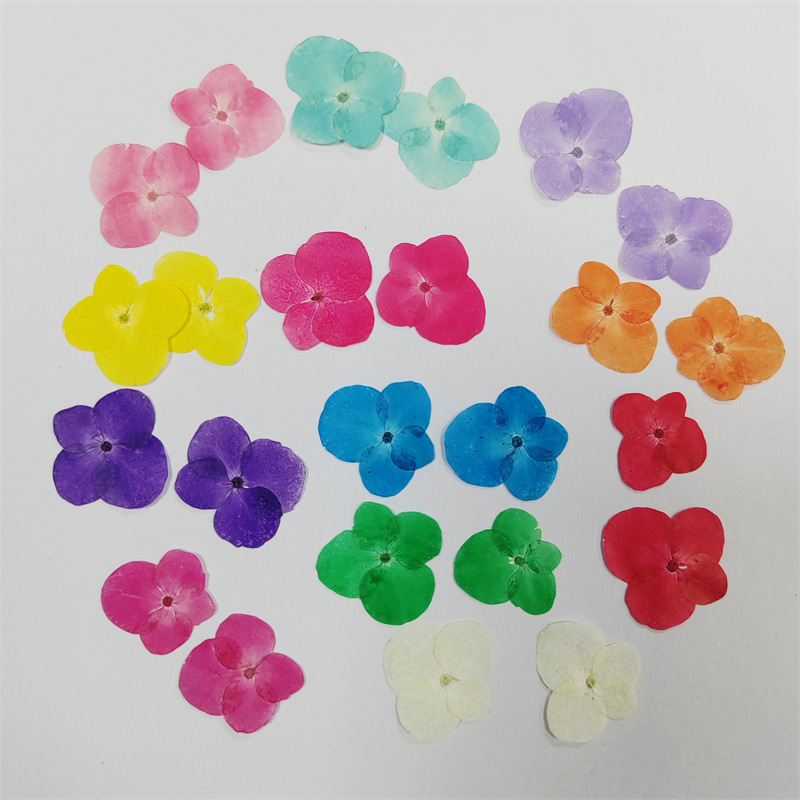 Hydrangea Purple Sunflower Round Flap Hydrangea Dried Flower Factory Embossed Picture Frame Student Plant Teaching Specimen DIY Handmade