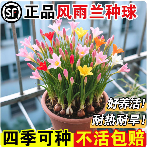 Луковицы дождевой лилии с двойными цветами, толстые луковицы лилии, цветочные саженцы, лук лилии, лук-порей, озеленение балконных горшечных растений, цветущие в разные сезоны